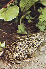 A sleepy toad waits for unwary prey.